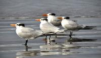 Sea Birds�